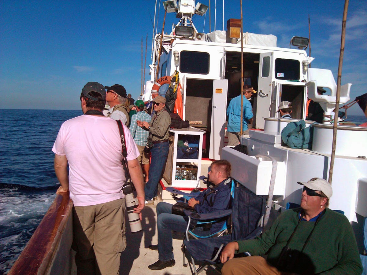 Pelagic trip aboard Grande Pelagic trip aboard Grande