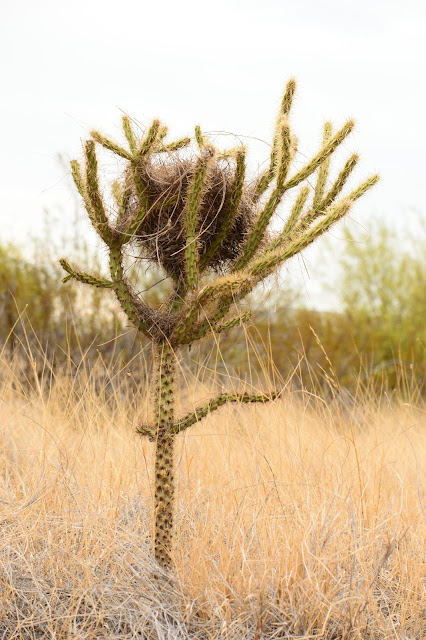 cholla, opuntia, journal of a thousand things, sonoran, desert, small sunny garden, amy myers, photography