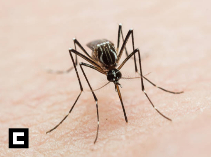 Confirman 10 muertes por dengue en República Dominicana Confirman 10 muertes por dengue en República Dominicana