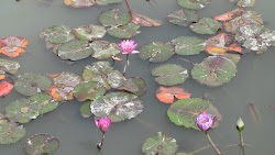 Feb 26 and the Water Lilies are out