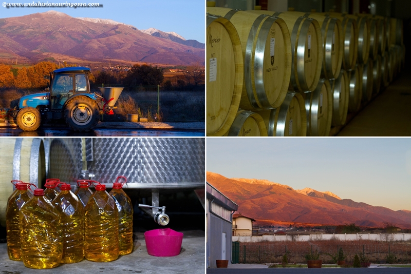 Andalusian auringossa_viinimatkalla Bulgariassa_Medi Valley
