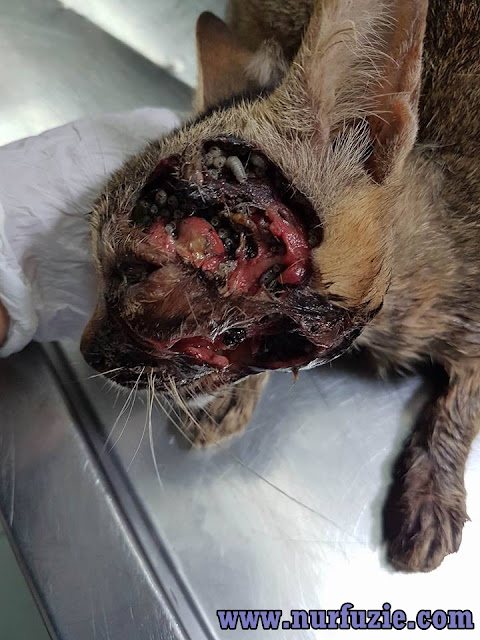 Cara Mudah Rawat Luka Berulat Kucing Cara Mudah Rawat Luka Berulat Kucing