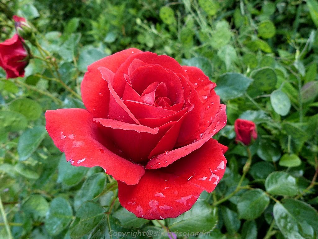 100 Couleur Des Roses Couleur Rose 4 Le Blog De