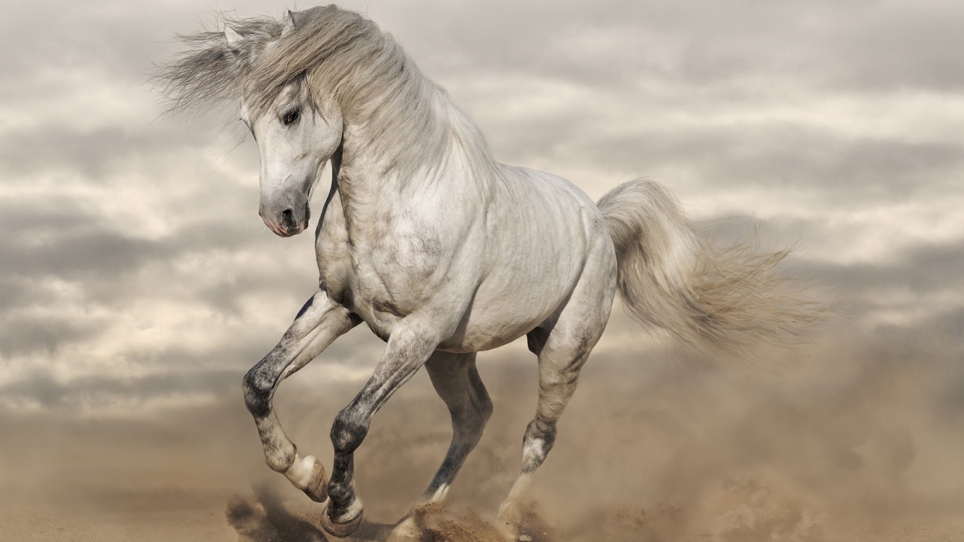 White Horse, 4K, 3840x2160, #37 Wallpaper PC Desktop