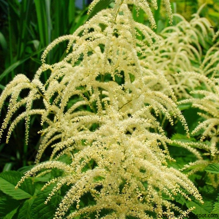 Волжанка описание. Волжанка двудомная (aruncus dioicus). Волжанка кустарник. Волжанка кнеффи. Волжанка двудомная (aruncus dioicus).