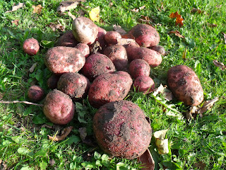 mittelfrühe, mehlige Kartoffel Setanta (c) by Joachim Wenk mittelfrühe, mehlige Kartoffel Setanta (c) by Joachim Wenk