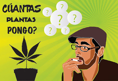 Cuántas plantas pongo en mi armario de cultivo de marihuana? Cuántas plantas pongo en mi armario de cultivo de marihuana?