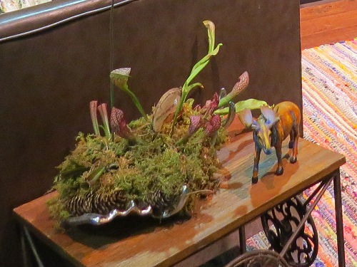 Philadelphia Flower Show 2019- moss and pitcher plant