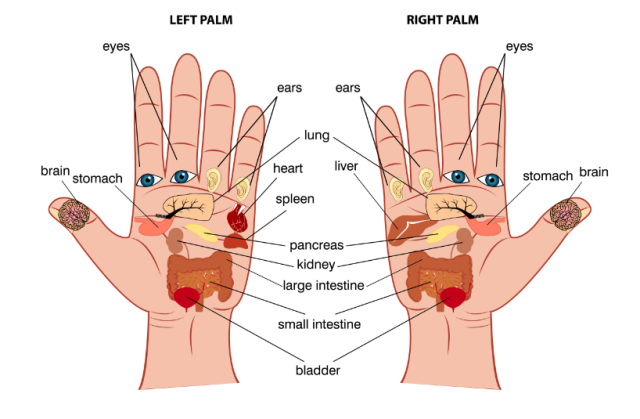 Every Finger Is Connected With 2 Organs Japanese Techniques For Curing In 5 Minutes Healthy