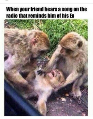 funny animal pictures, funny picture quotes, fun pics funny animal pictures, funny picture quotes, fun pics, cool quotes, funny love quotes, quotes funny