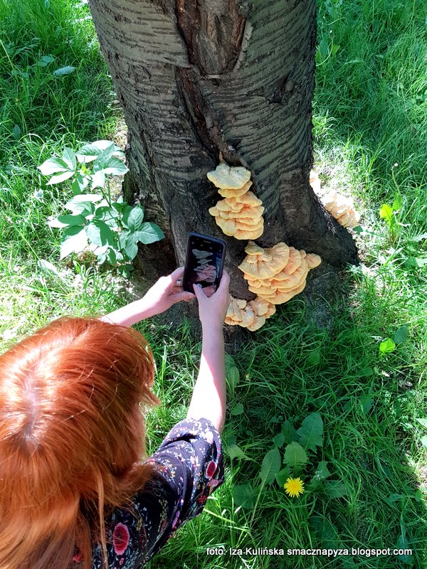 zuza_i_zolciak fotografowanie, telefon, fotka, grzyby na drzewie, skwer osiedlowy, kolezanka, lekcja grzybiarstwa, ekspert,