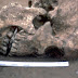 Череп с втъкнат между челюстите камък озадачава британски археолози