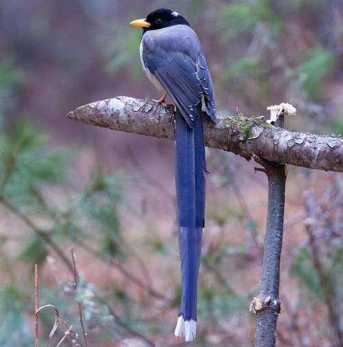Birds of India - Photo of Yellow-billed blue magpie - Urocissa flavirostris