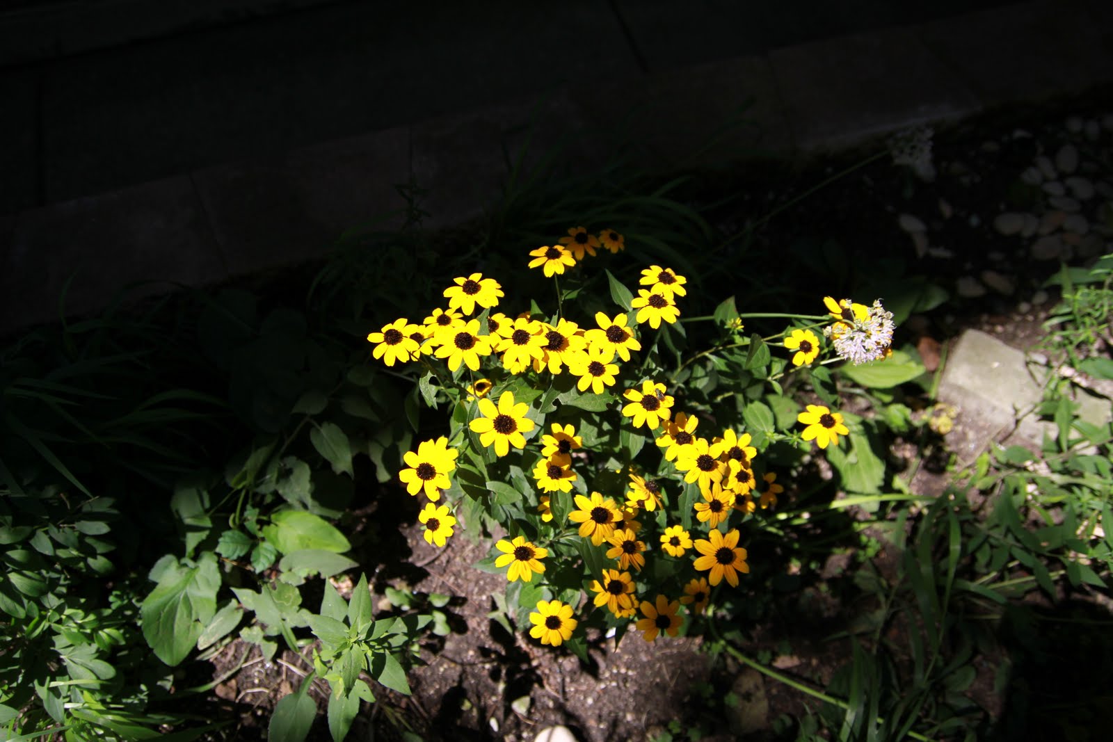 Chicago Native Plants