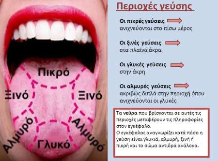 Η ΘΕΩΡΙΑ ΤΩΝ 4 ΓΕΥΣΕΩΝ