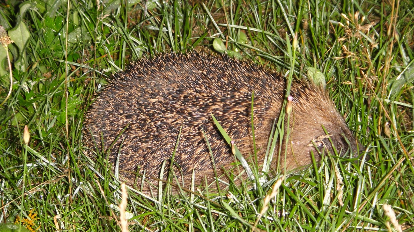 Achtung wild! Immer tierisch was los&hellip; Tierbesitzer aufgepasst, der