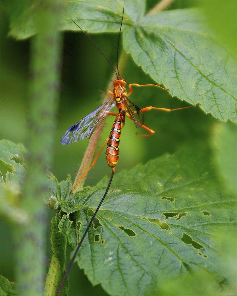 the giant ichneumon wasp