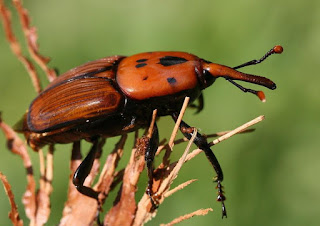 Cara Atasi Hama Kumbang Moncong Kelapa Sawit