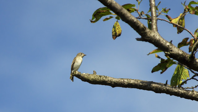 巨大なヒル: アマゾン水域に出没する怪物に会いましょう