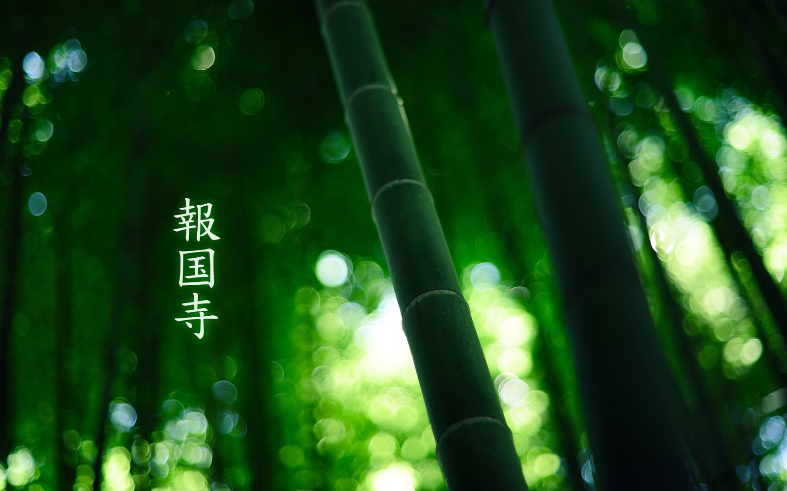 High Resolution Bamboo Plant Backgrounds