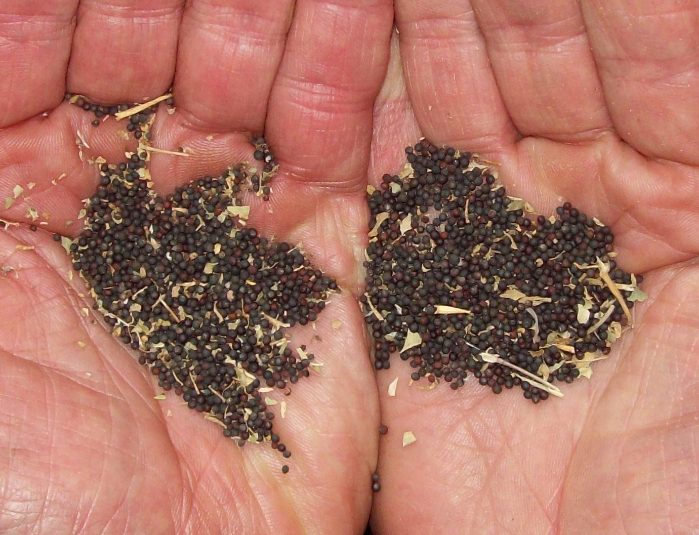 Growing kale from seed in containers Wasrevolution