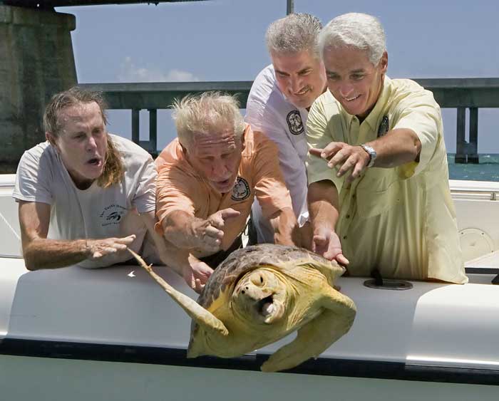 Turtle or Tortoise can Drown Turtle or Tortoise can Drown