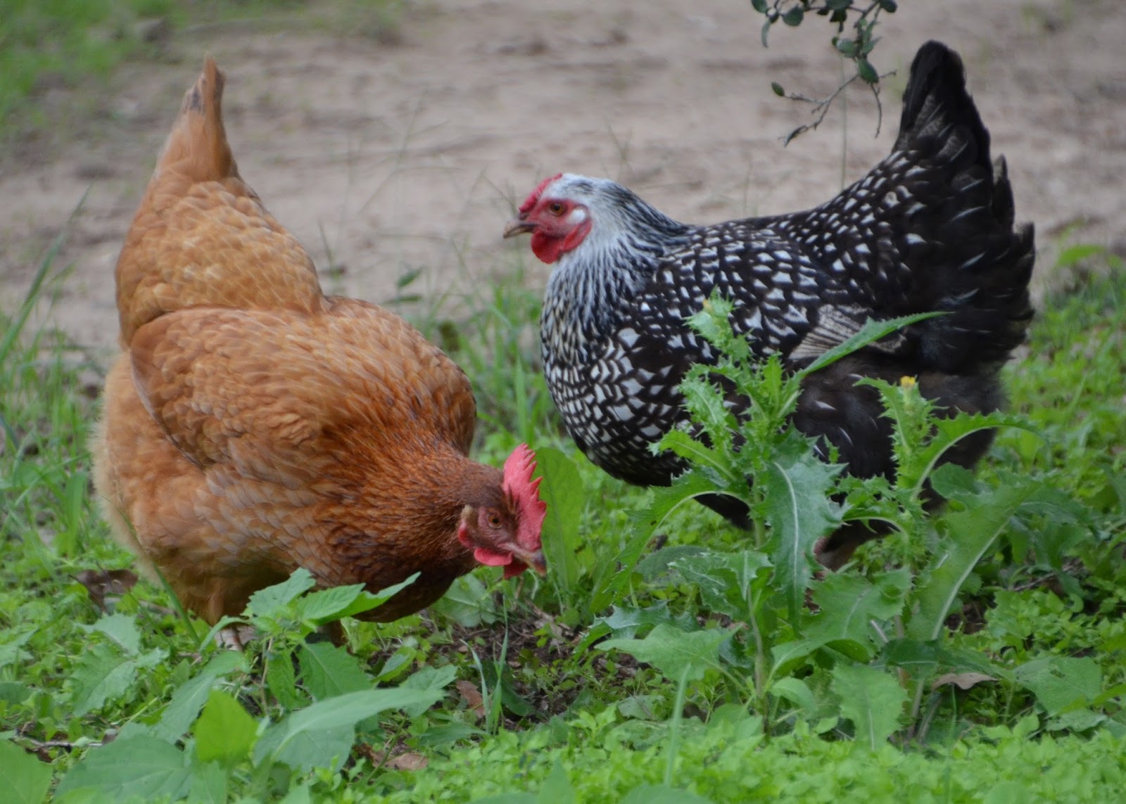 Central Texas Horticulture Chickens In Your Backyard