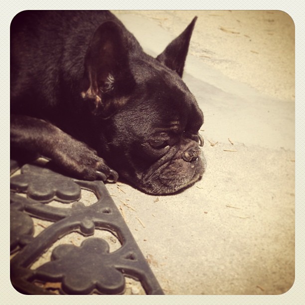 leRoy, black french bulldog