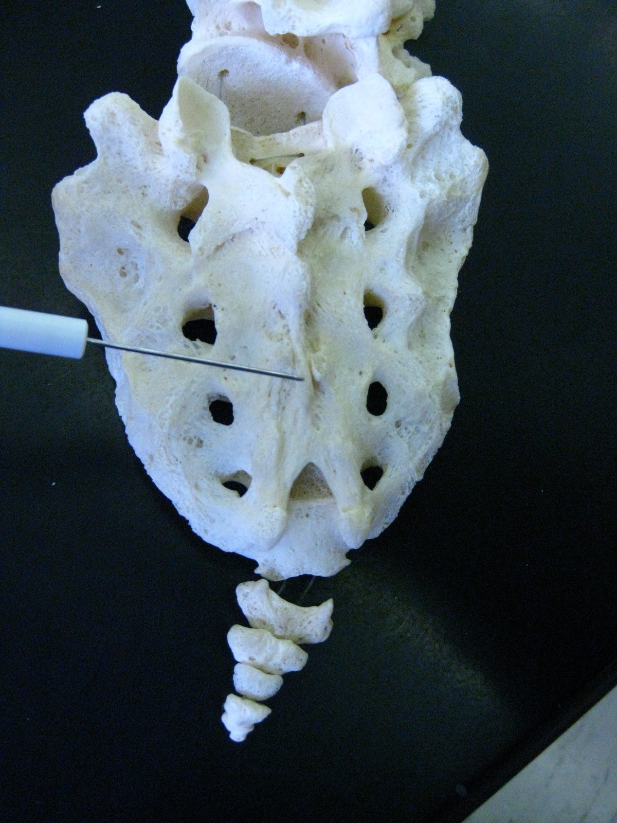 Boned: Human Skeleton - sacrum