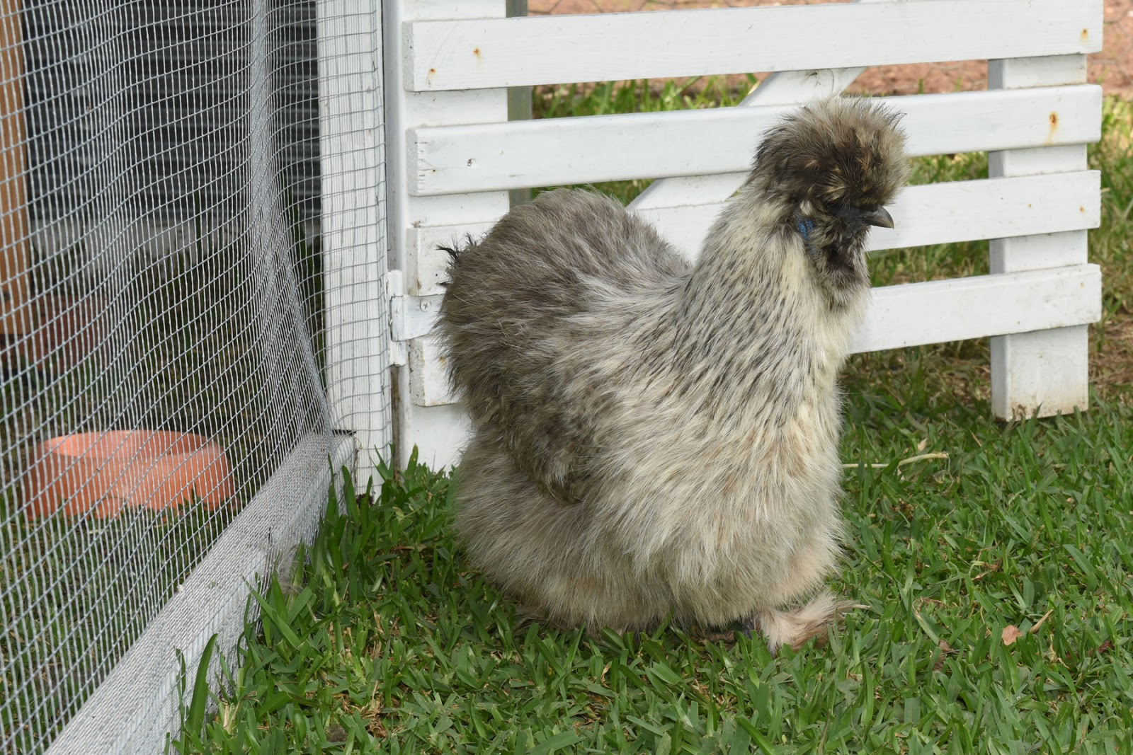 Small Animal Talk Lead poisoning in backyard chickens