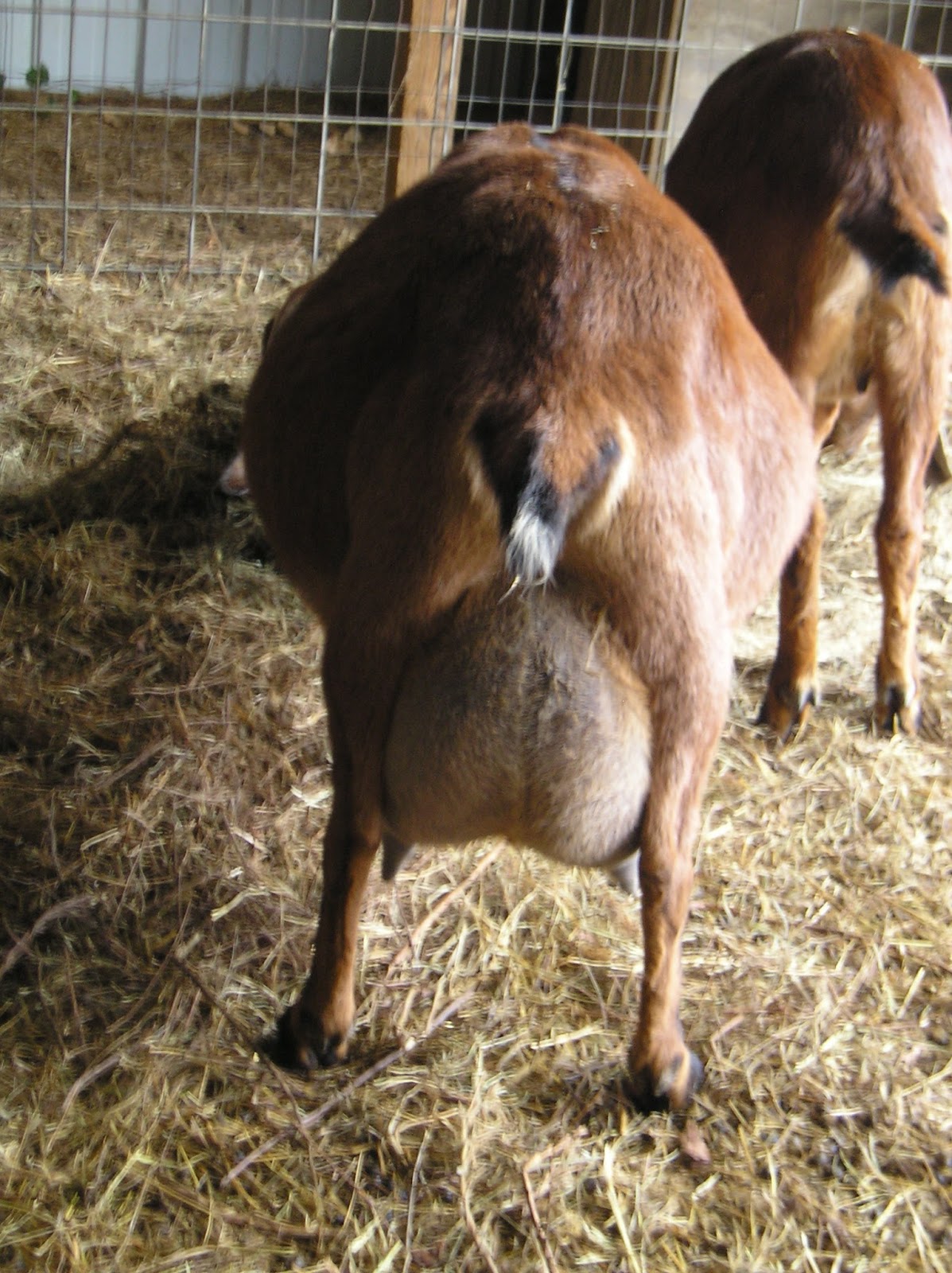 Thoughts from Frank and Fern Why Did My Baby Goats Die?