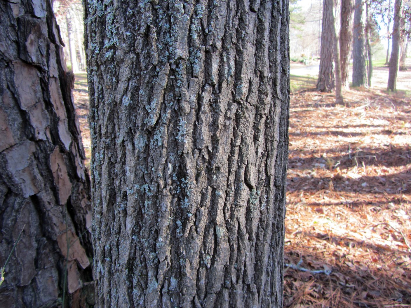 Using Native Plants Barking Up The Right Tree