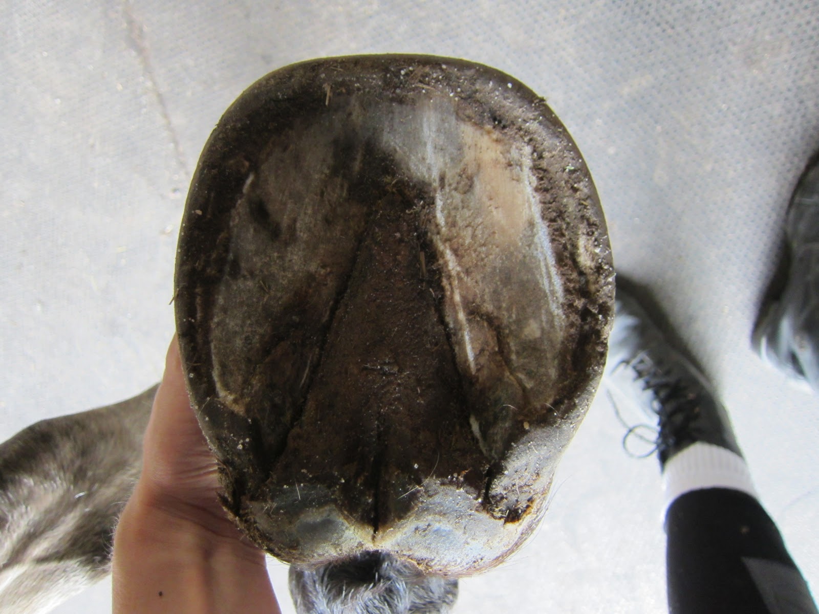 Memoirs of a Horse Girl My Barefoot Horse Square Feet