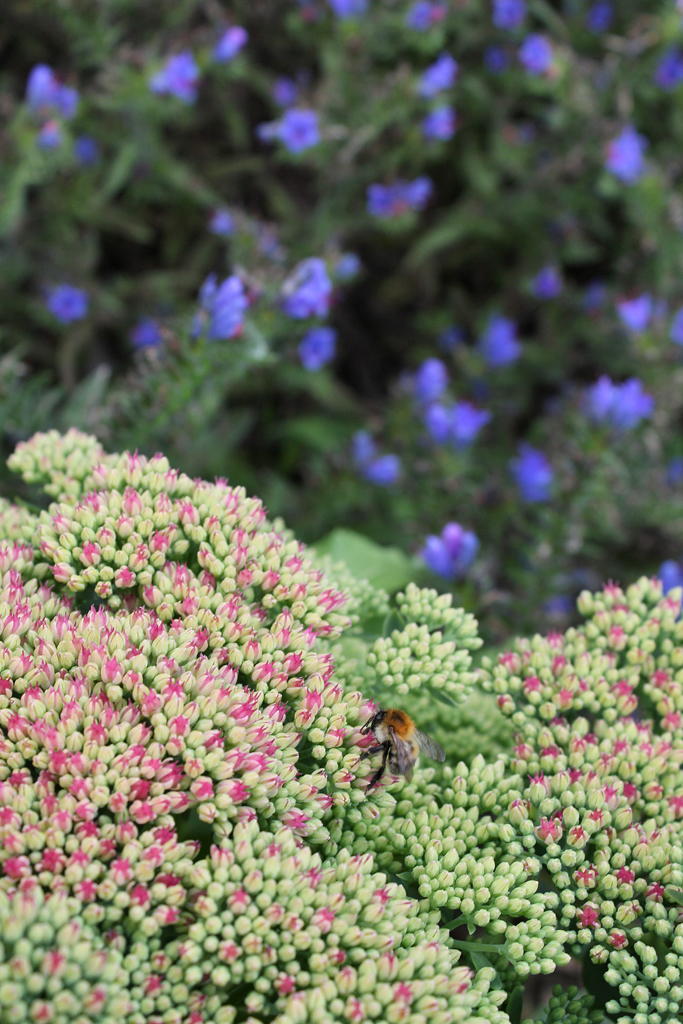 Gower Wildlife Autumn plants for Bees