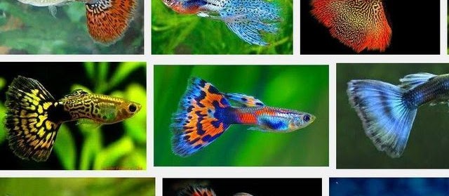 Gambar Ikan Guppy Hias dan Got atau Parit dari Lokal Indonesia