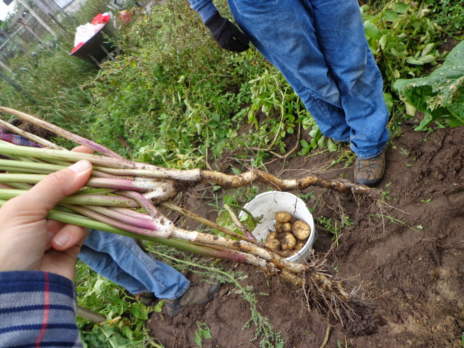 Proverbs 31 Living Harvesting and Using Horseradish