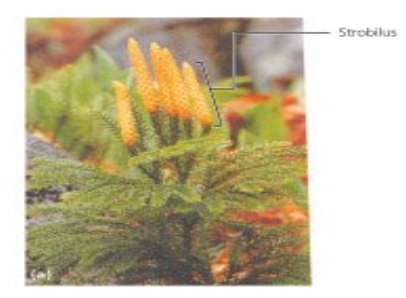Paku kawat (Lycopodium clavatum)
