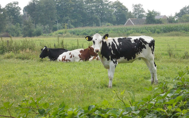 Roodbonte en zwart witte Friese koeien in het weiland