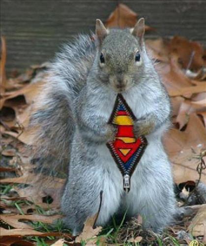 Super+Squirrel.jpg