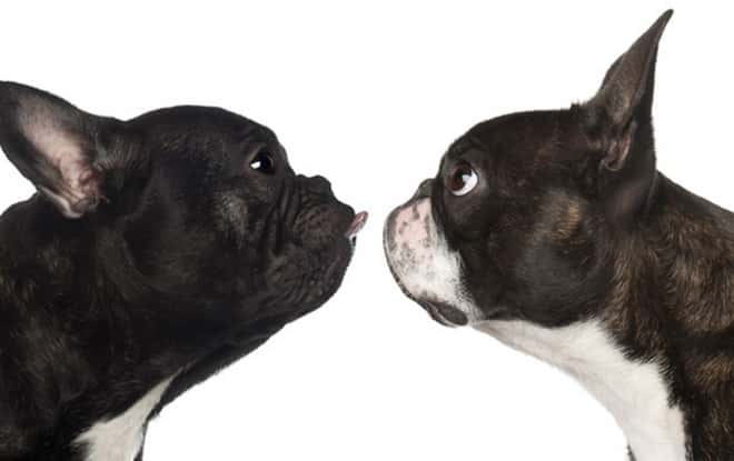 French Bulldog vs Boston Terrier Temperament Pets4Good