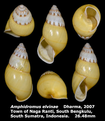 Amphidromus elvinae 26.48mm