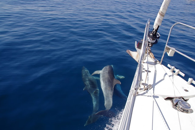 Dolphins in Croatia Dolphins in Croatia