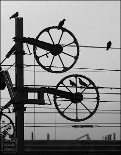 Fotografía del calendario 2018 dedicado a los animales palomas,tren,calendario,fotografia,2018