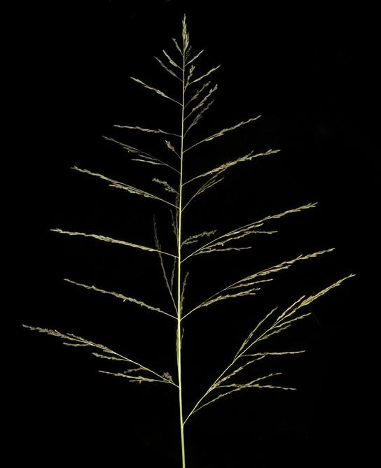 grass family (Poaceae)