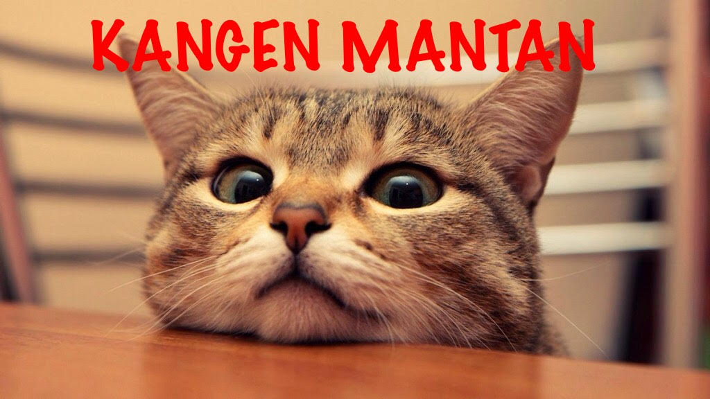 Meme Kucing Kangen / Kucing Lucu 1cak - 9 meme dilan ini bisa bikin