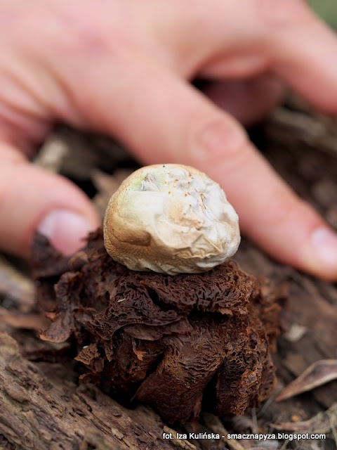 gwiazdosz-potrojny gwiazdosze potrojne, geastrum triplex, grzyby chronione, atlas grzybow, grzyby gatunkami, gatunek, jaki to grzyb, las bemowski, wiosna, mykologia, grzybobranie