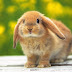 Foto Cute Bunny Rabbit