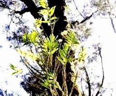anggrek yang hidup menempel di pohon. 