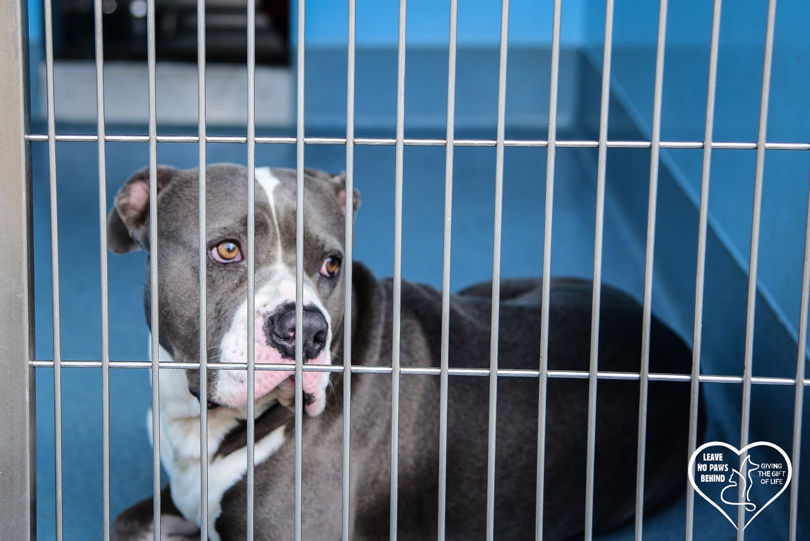 Baldwin Park Shelter Animals Available As Of 1102018