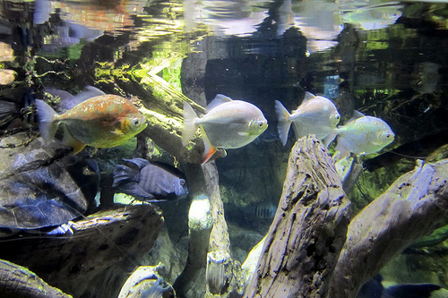 Nature Lover Silver Dollar Fish